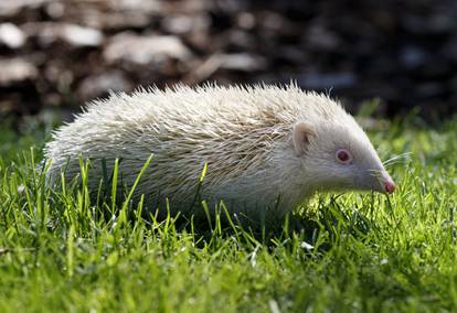 Ultra rare Albino Hedgehog rescued