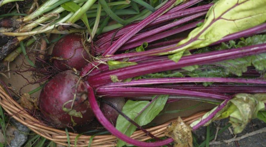 Zašto stručnjaci potiču povratak sezonskoj prehrani?