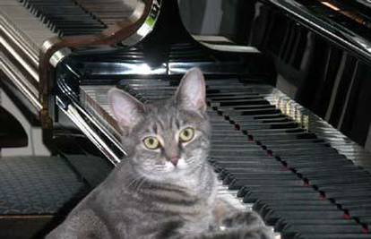 Nora, mačka koja svira piano hit na YouTubeu