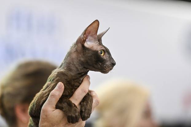 Zagreb: Međunarodna izložba mačaka WCF Cat Olimpia 2025