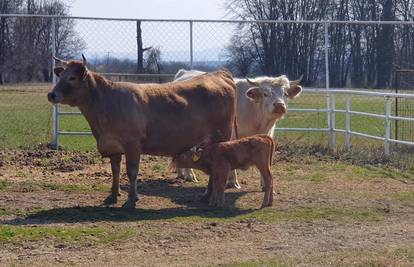 Ljubav je na selu: Slatinski bik bjegunac sada ima novu obitelj