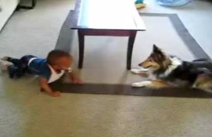 'Dadilja' Lassie  bebu igrom lovice nasmijava do suza