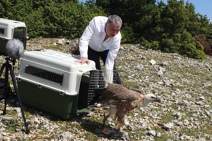 Birbiraj, Draga, Karlo i Popaj: Bjeloglavi supovi opet u prirodi