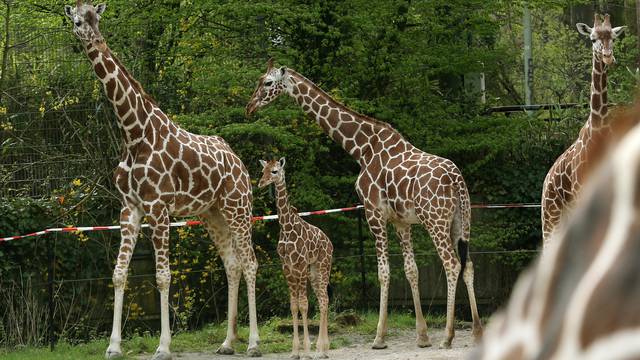 Baby giraffe in Duisburg zoo