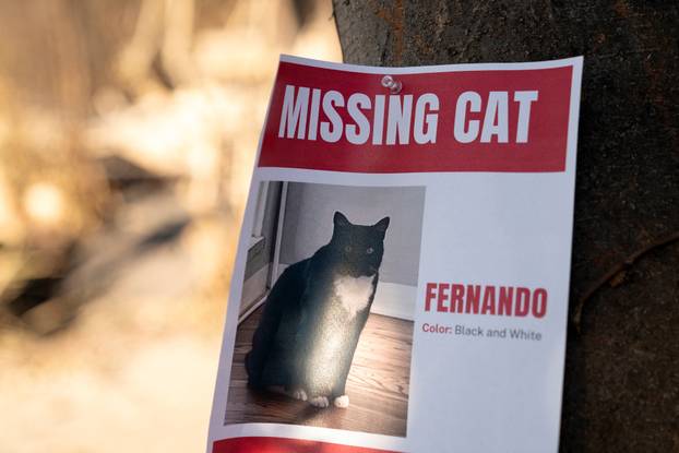 Wildfires in Los Angeles