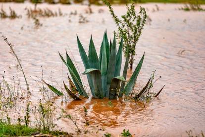 Obilna kiša u Istri uzrokovala  je poteškoće u prometu te su poplavljeni maslinici i vinogradi