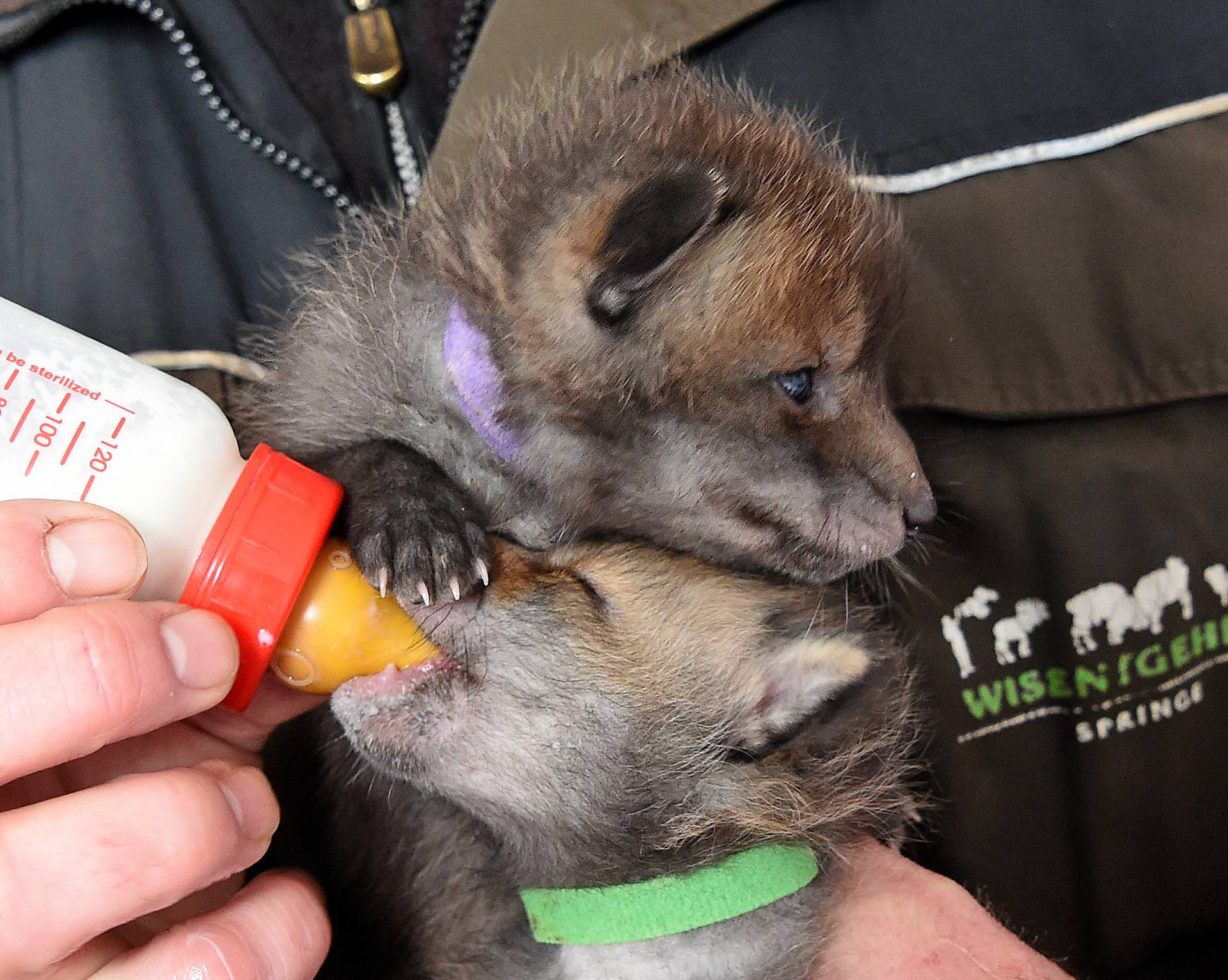 Fox puppies nutered by hand