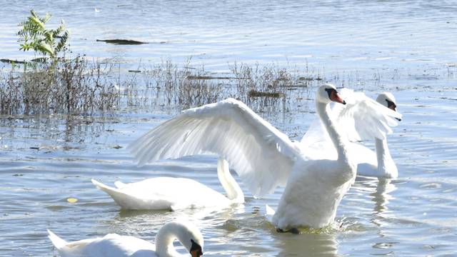 Sisak: Jato labudova u potrazi za hranom  na rijeci Kupi