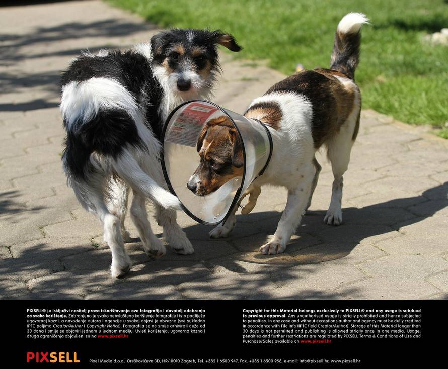 Vjeran Žganec Rogulja/PIXSELL