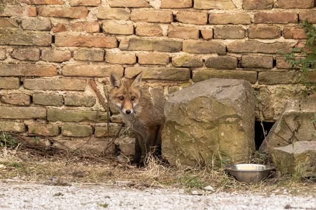 Lisica pronašla dom u blizini Pulskog kaštela