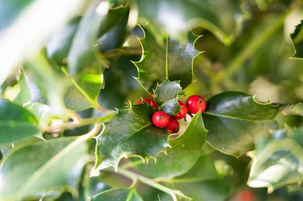 Holly is the "tree of the year 2021"