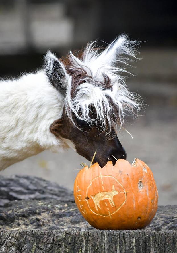 Tradicionalno darivanje izrezbarenih bundeva životinjama u Zoološkom vrtu