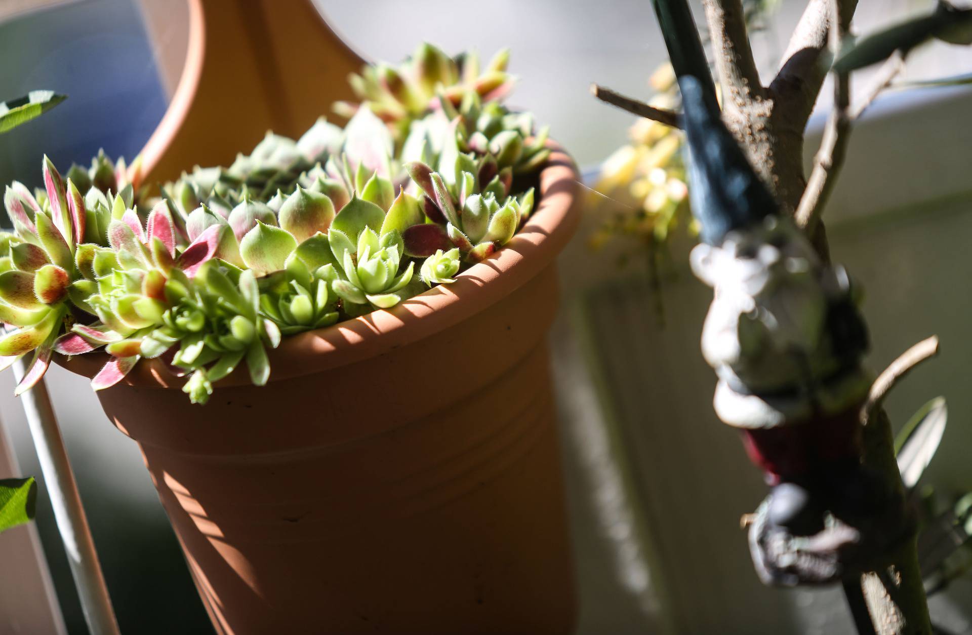 Svaka biljka na pravom mjestu: Bolivijske begonije vole sunce, a hoste sjenovite kutke balkona