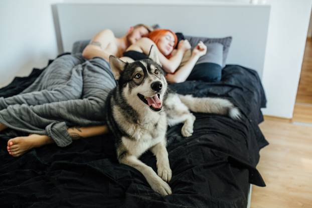 Pregnant woman, man and dog lying on a bed