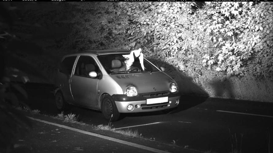 Spasio ga golub: Zbog njega ne mora platiti 787 kuna kazne