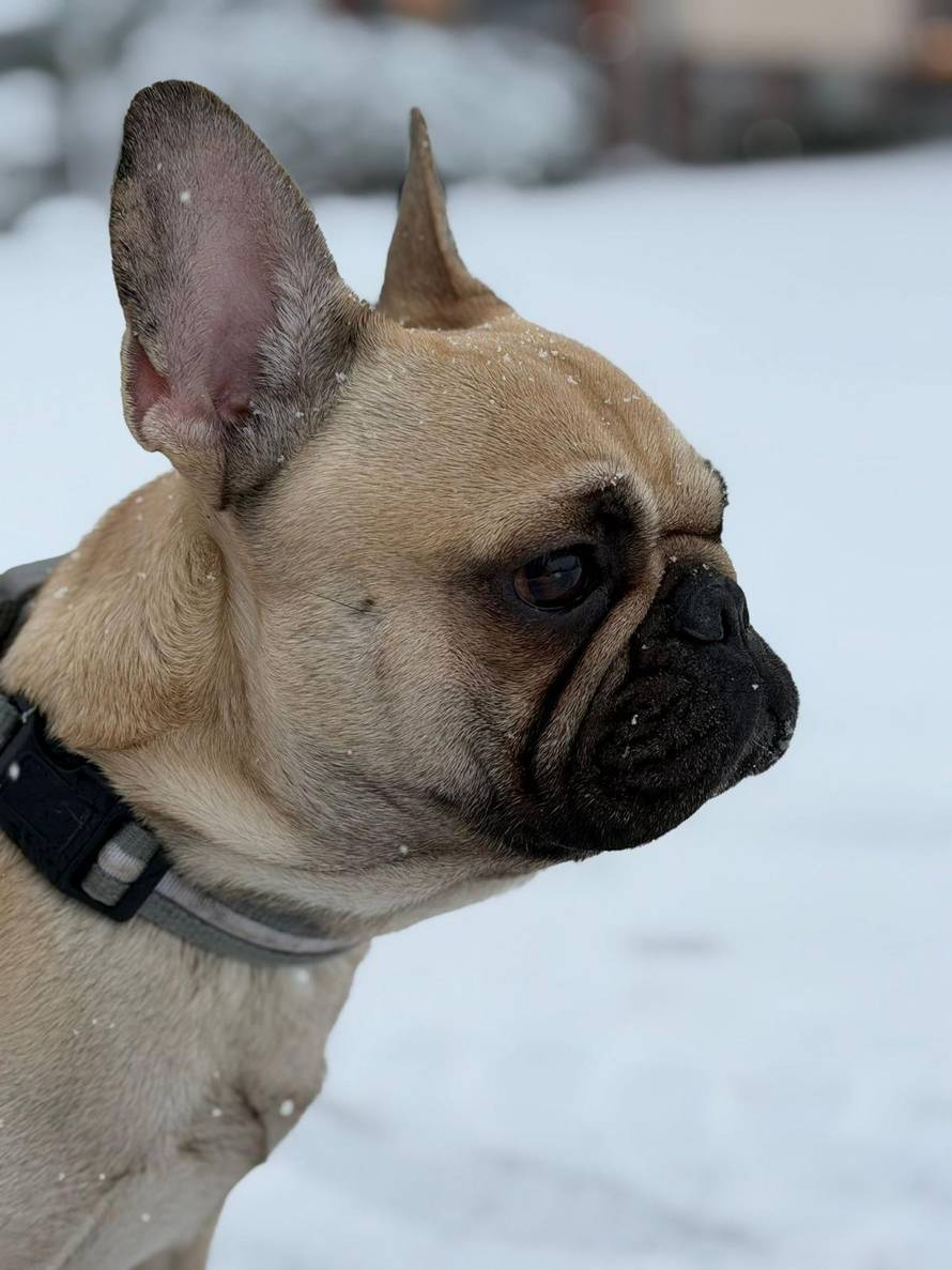 Općinska komunalka sama 'izlopatala' snijeg sa staze: 'Nema nikakve drame u tome'