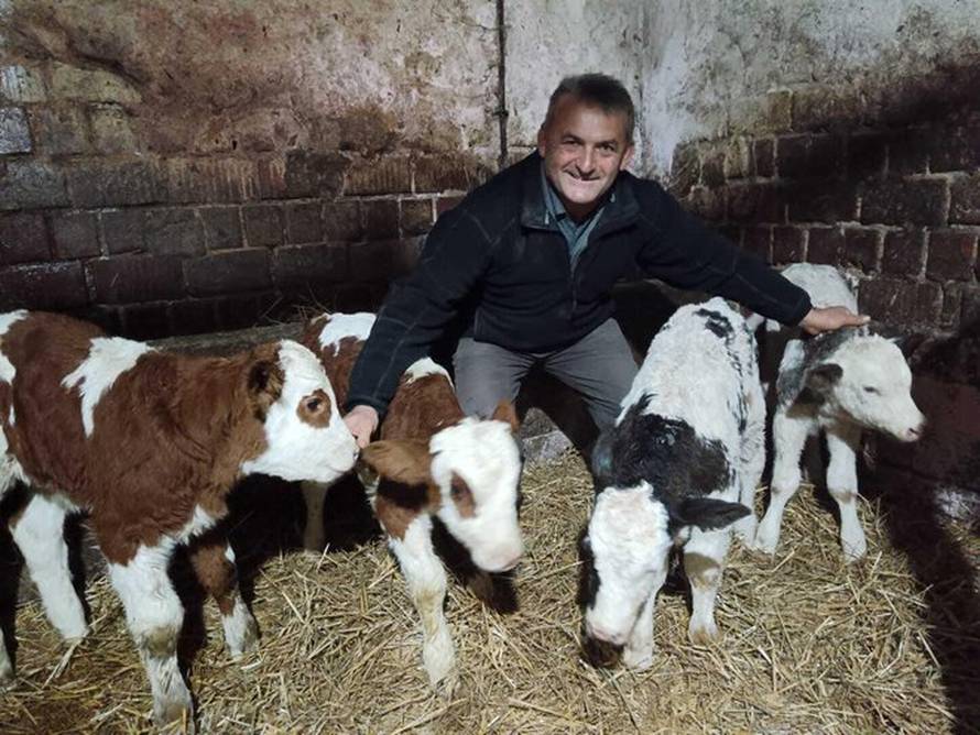 Rijedak fenomen kraj Bjelovara! Četiri krave dobile su blizance