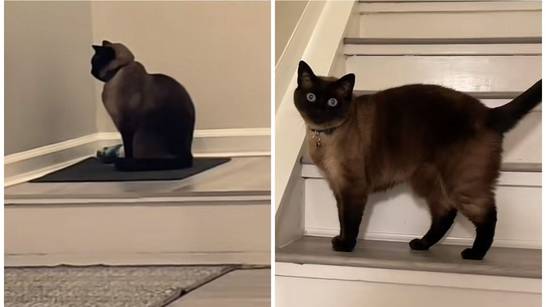 VIDEO Mačak danima mijaukao prema zidu. Vlasnici se šokirali kada su provjerili zašto to radi