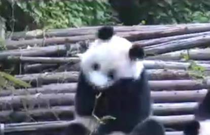 Kina: Panda se prehladila u rezervatu pa stalno kiše