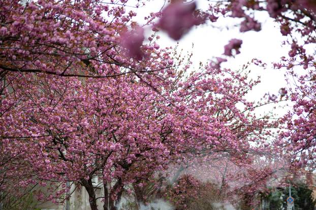 24sata Zagreb: Japanske trešnje u Ulici Bogoslava Šuleka