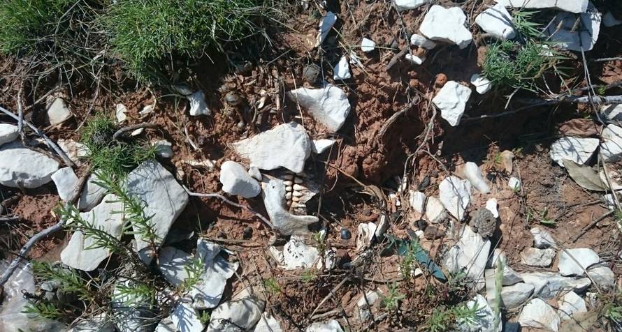 Policija je započela istragu: Na Ugljanu nađena ljudska lubanja