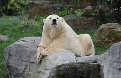 Berlinski zoološki vrt: Uginula polarna medvjedica Katjuscha
