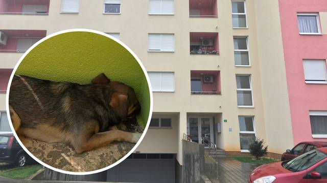 Živjeli u zatočeništvu: Vlasnica  u 30 kvadrata držala 20 pasa