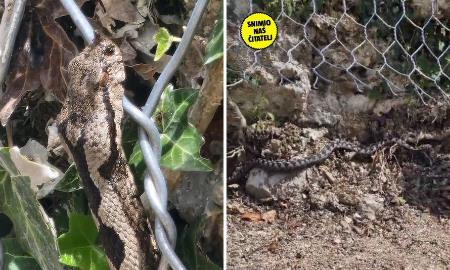 VIDEO Šok u Vrapču. Blizu šume naišao na poskoka: 'Sad im je vrijeme parenja, tad su najljući'