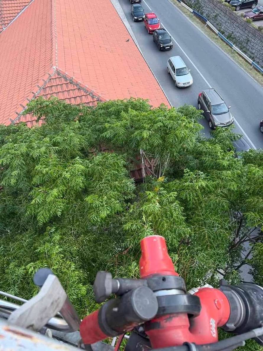 Drama u Kotoru: Paraglajder zapeo u krošnji iznad centra