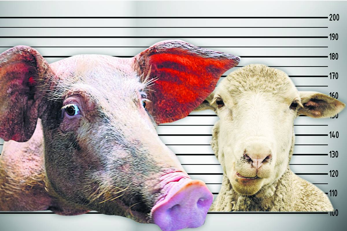 Svinja i ovca krive su za sudar, vlasnici u šoku: Moraju platiti 25.800 kuna s kamatama!