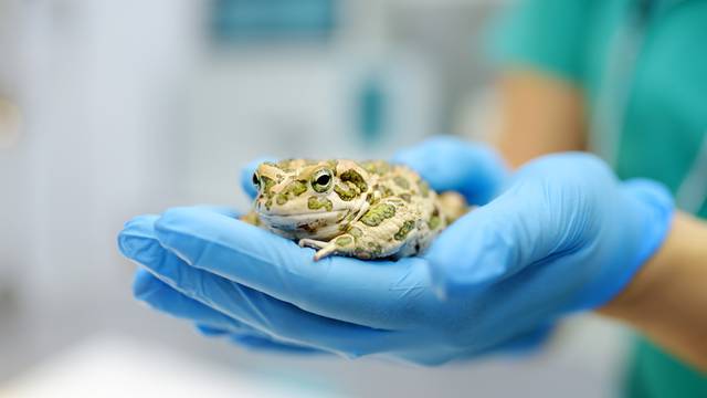 Veterinarian,Examines,A,Toad,In,A,Veterinary,Clinic.,Exotic,Animals.