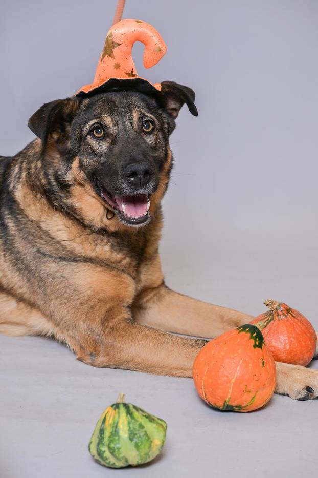 Sklonište u Dumovcu poziva na posebno jesensko udomljavanje pasa i mačaka