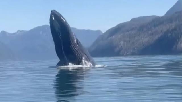 Kanađanin snimio grbavog kita samo nekoliko metara od svog kajaka: 'Čak se i pas uznemirio'