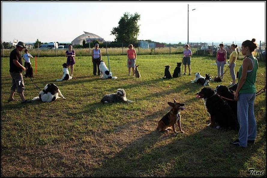 'Ako se bavite i zabavljate sa psom - ne možete pogriješiti'