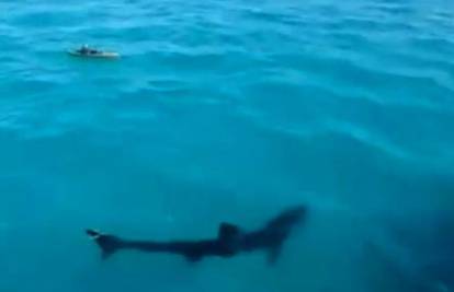Vidio rijetkog morskog psa od 12 m i krenuo ga loviti kajakom