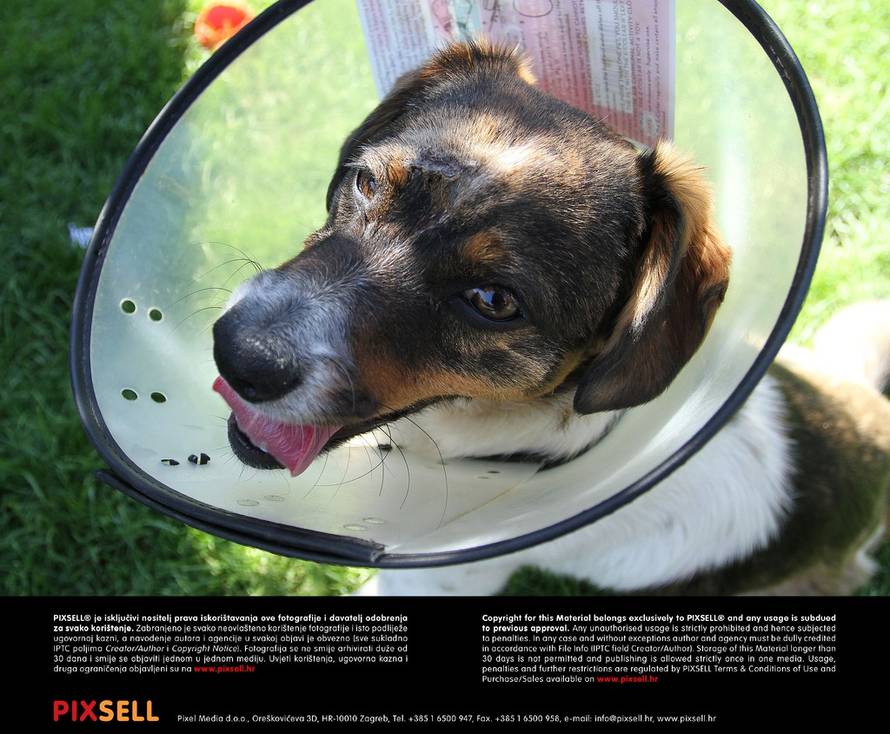 Vjeran Žganec Rogulja/PIXSELL