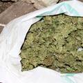 Zadarski policajci zaplijenili 138 grama marihuane, u Splitu uhitili mladića sa speedom