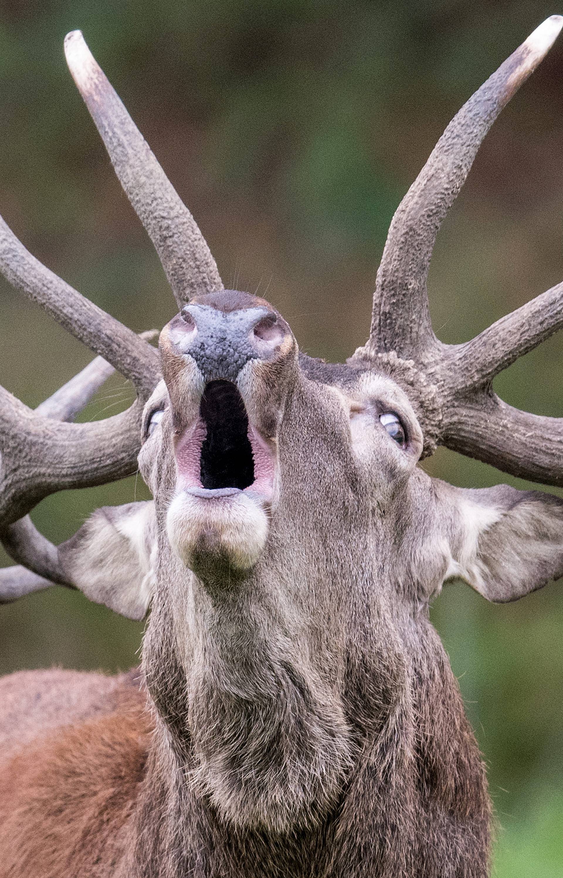 Red deer