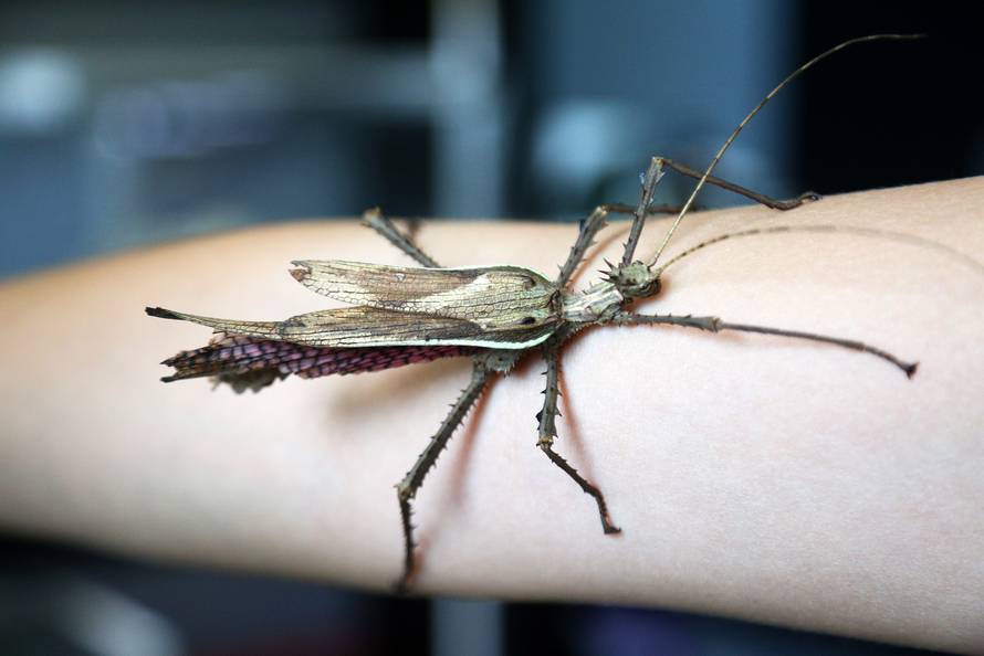 Marko je kralj tarantula: Ima ih 150, a pokrenuo je i posao...