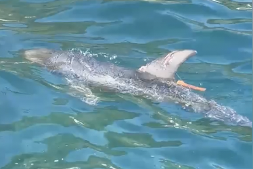 Ozlijeđeni dupin kod Lastova