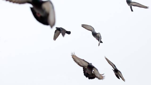 Jato golubova u letu