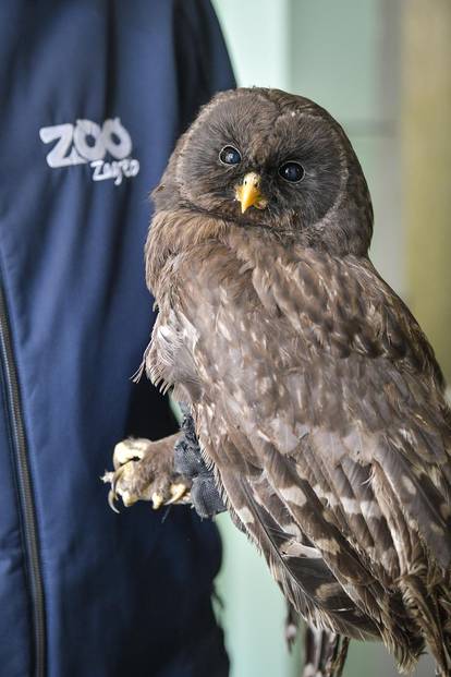 Zagreb: Ozlijeđene sove koje se nalaze na liječenju u Zoološkom vrtu