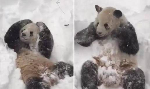 Kakva radost: Panda uživa u snijegu kao da sutra ne postoji