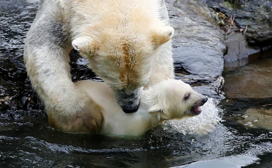 A female polar bear cub is seen together with 9 year-old mother Tonja during her first official presentation for the media at Tierpark Berlin zoo in Berlin