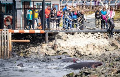 Dvadesetak uginulih dupina pronašli su na plaži u Istanbulu