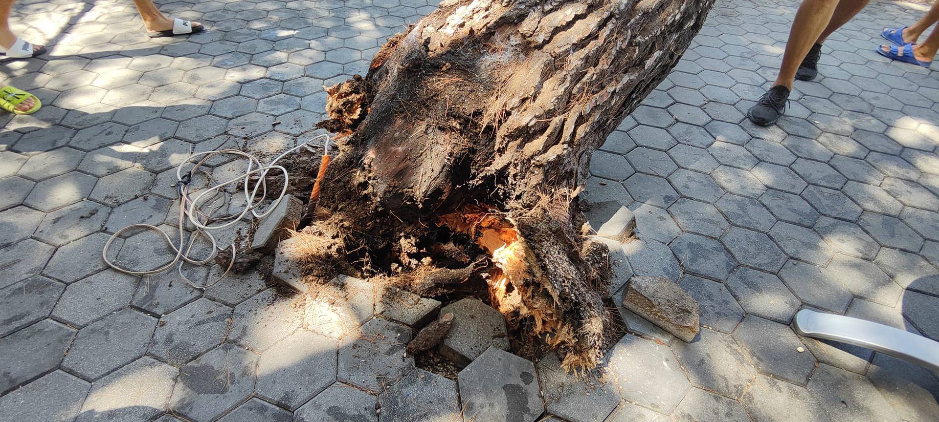 Drama u Baškoj Vodi: Na plažu palo stablo, četvero ozlijeđenih