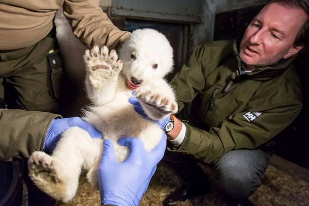 A handout picture shows director Knieriem holding the male polar bear cup in his enclosure during its first examination in Berlin