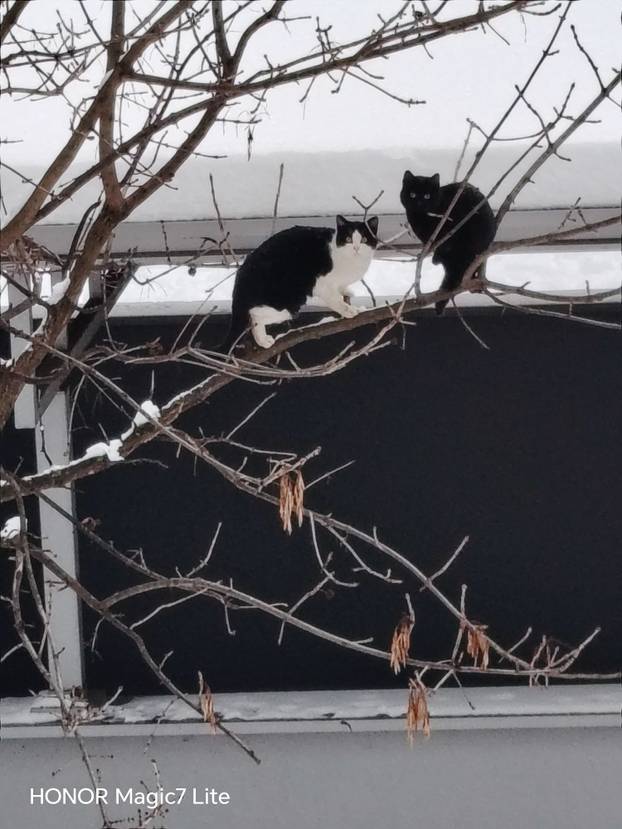 SUPER FOTKE vaših ljubimaca! Neki bi mogli biti viralni hit, ali svi su jednostavno neodoljivi