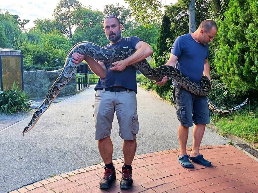 Impresivni primjerak na Jarunu: Uhitili muškarca pa mu u stanu našli pitona dugog 5,5 metara!