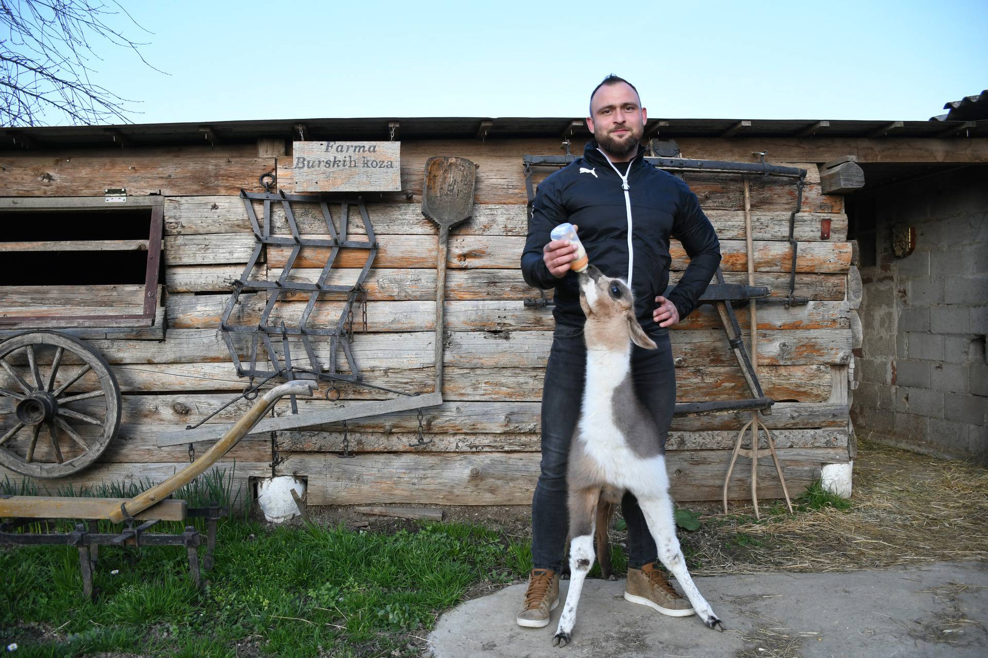 Koprivnica: Marin Lončar ponosni je vlasnik farme ljama 